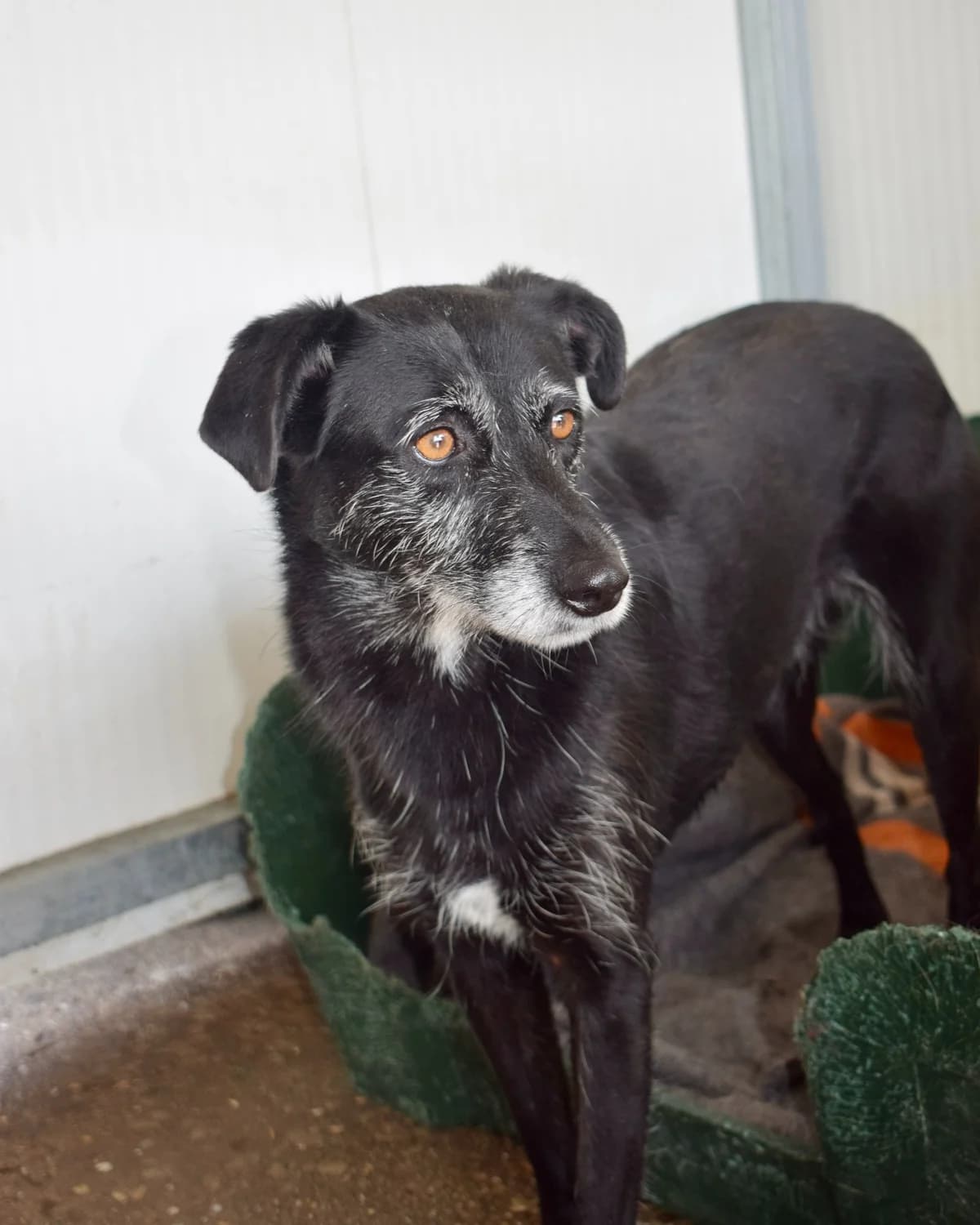 Guga, female Mixed Breed for adoption at Abrigo de Carinho
