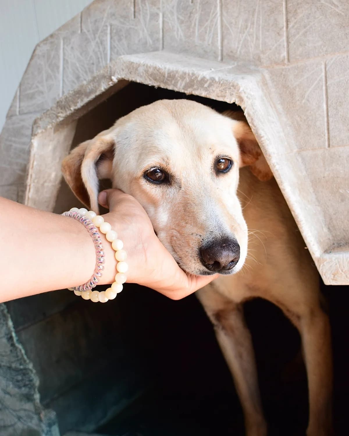 Giga, female Mixed Breed for adoption at Abrigo de Carinho