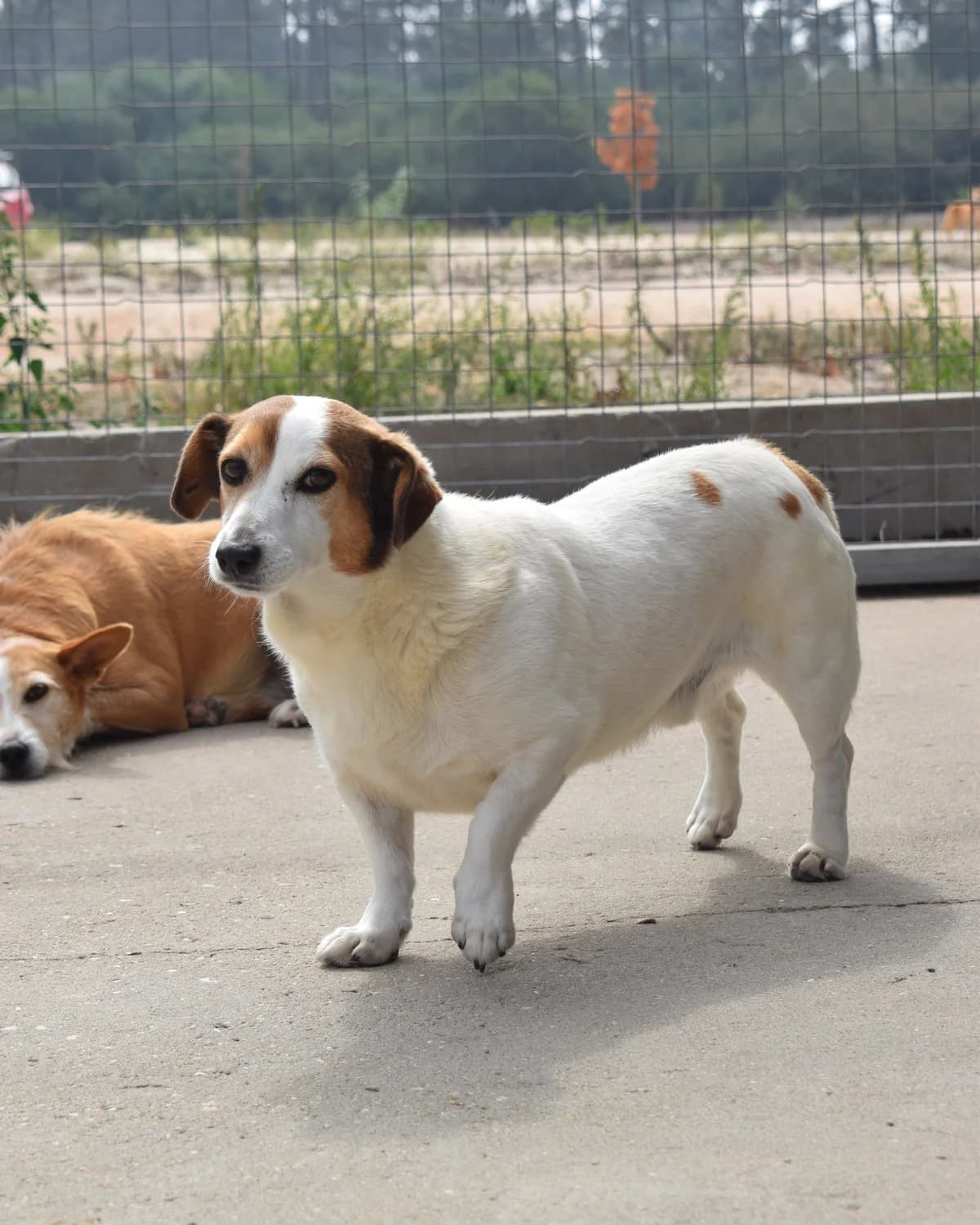 Cody, male Mixed Breed for adoption at Abrigo de Carinho