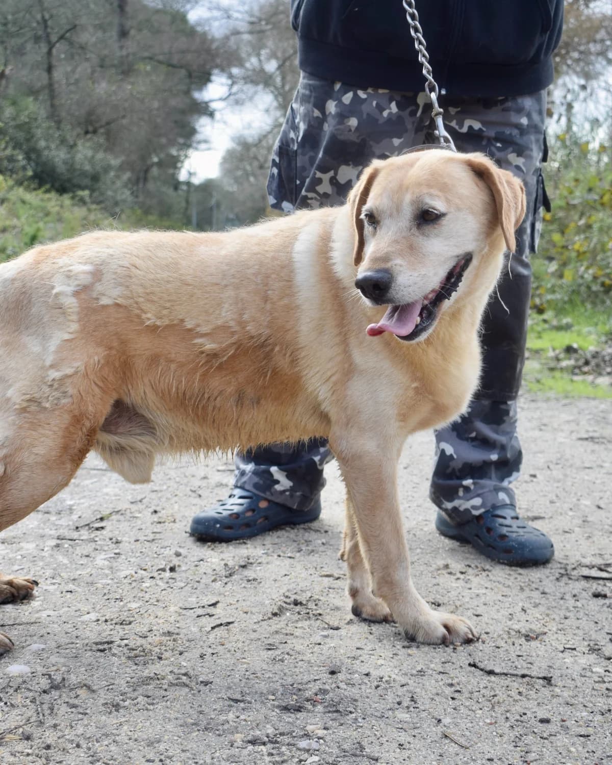 Tito, male Mixed Breed for adoption at Abrigo de Carinho