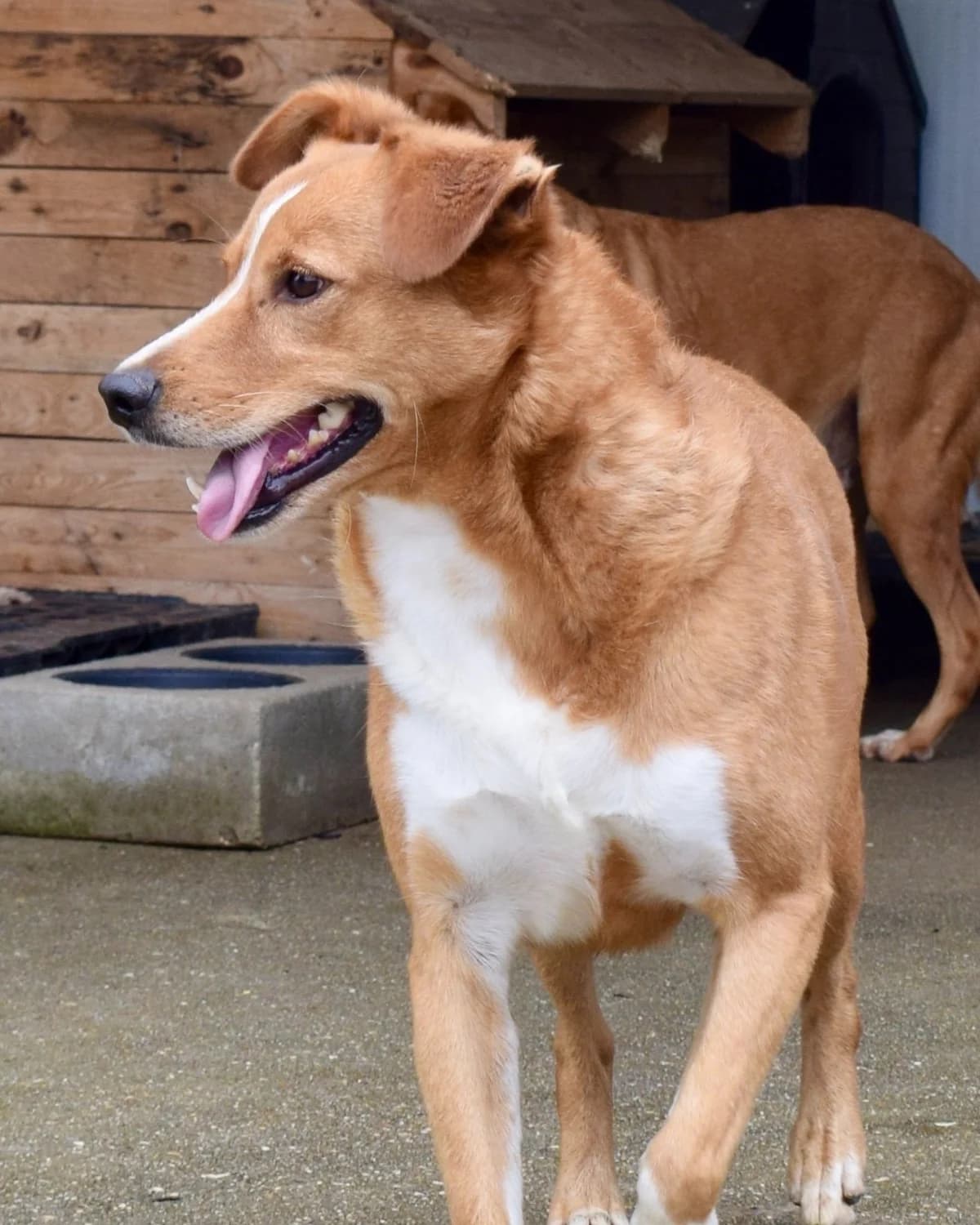 Hope, male Mixed Breed for adoption at Abrigo de Carinho