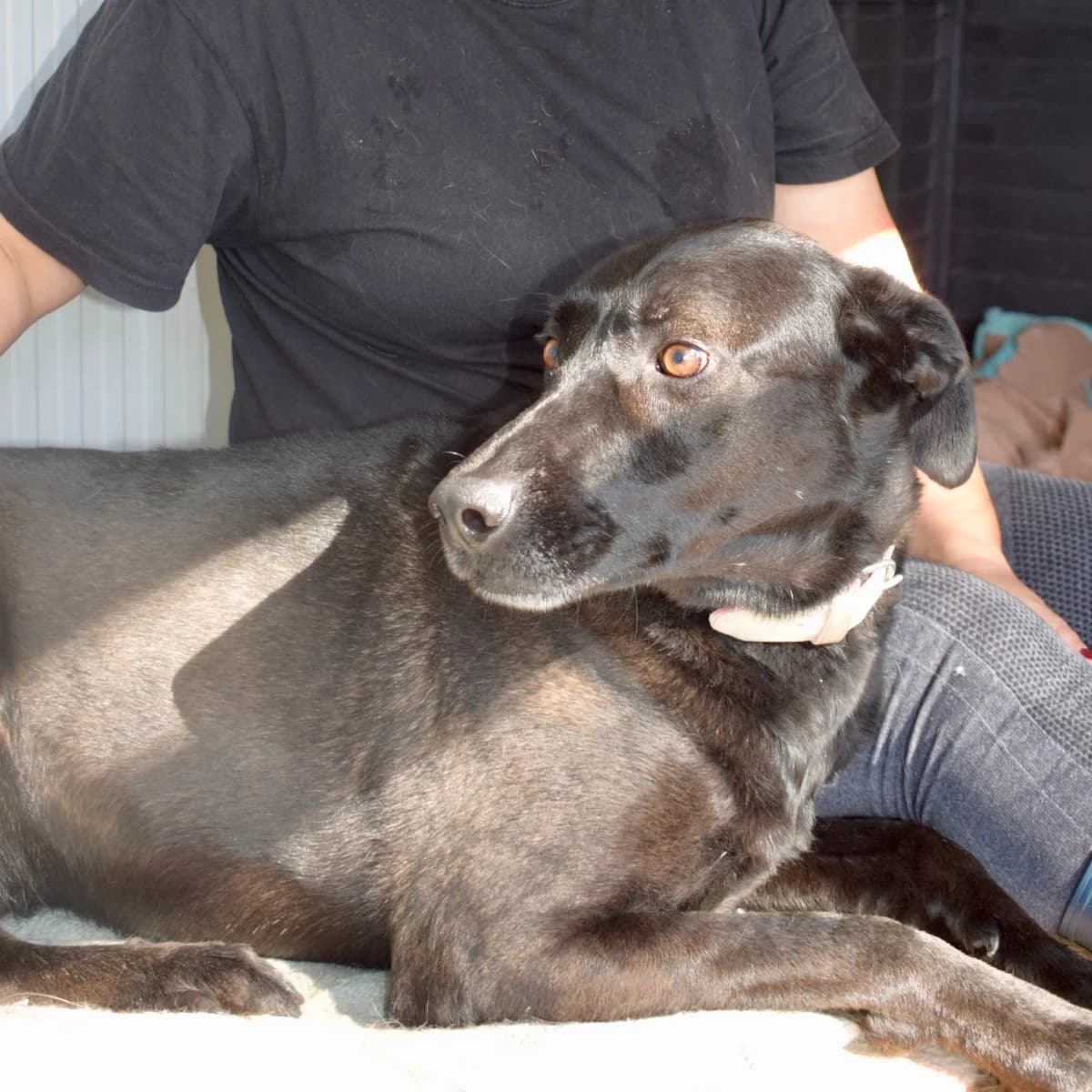 Josué, male Mixed Breed for adoption at Abrigo de Carinho