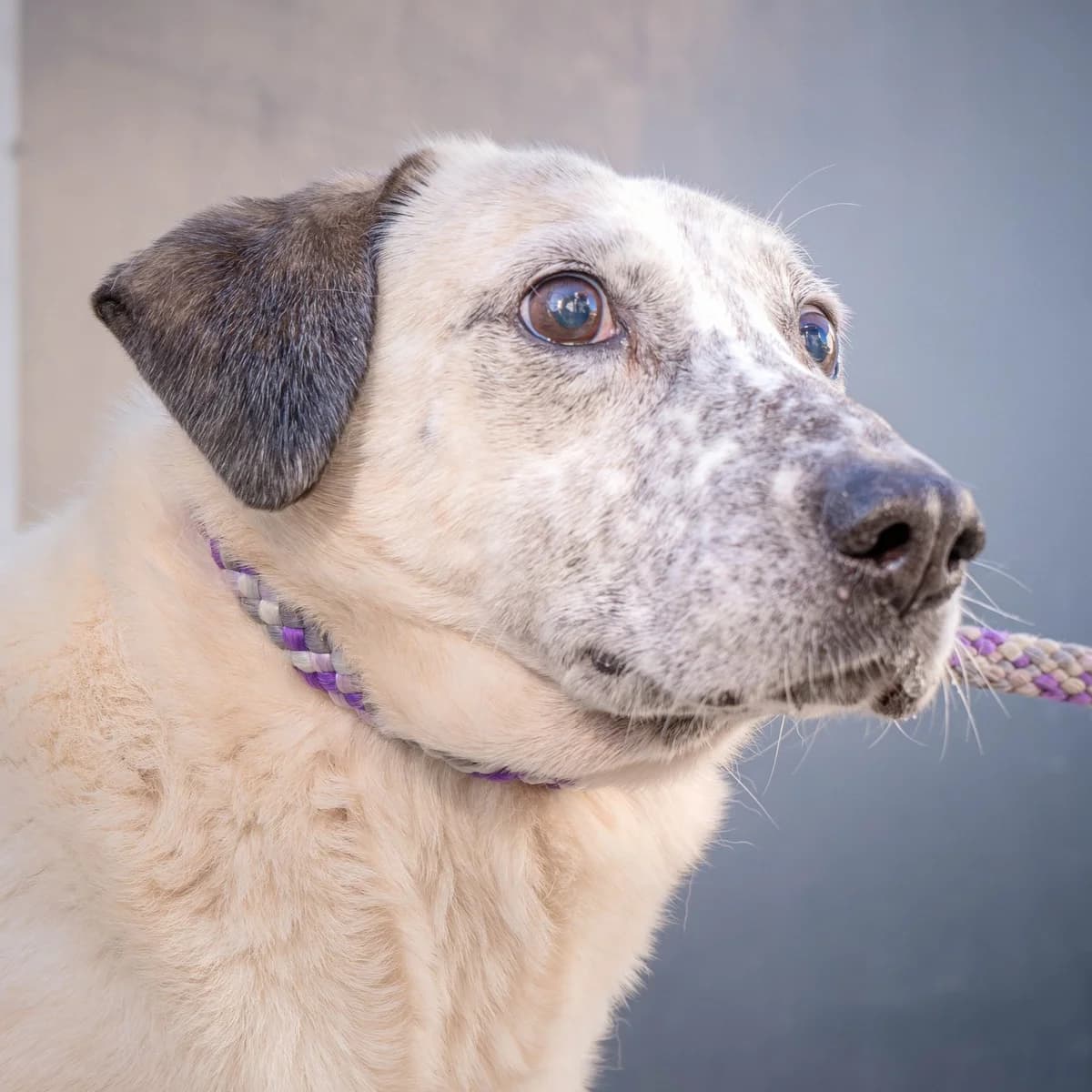 Patolas, male Mixed Breed for adoption at Abrigo de Carinho