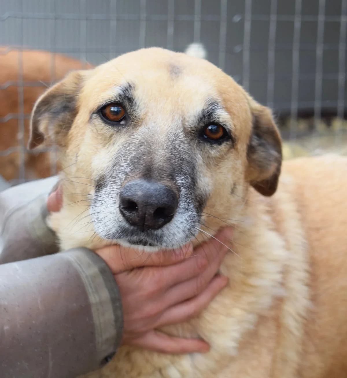 Lentisco, male Mixed Breed for adoption at Abrigo de Carinho