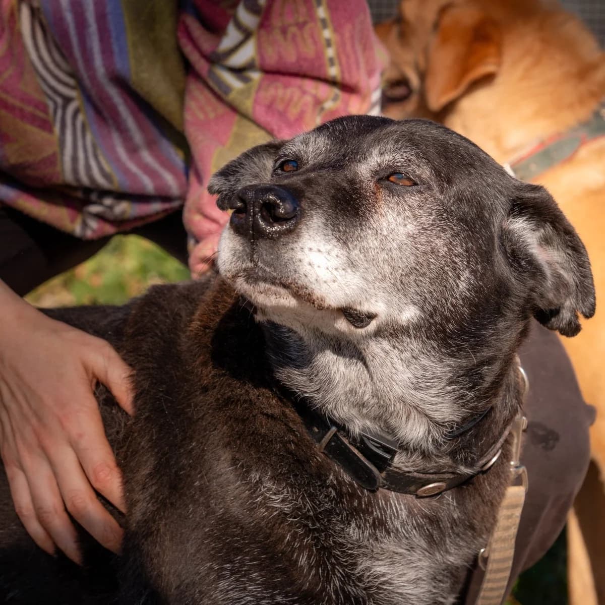 Jardel, male senior Mixed Breed for adoption at Abrigo de Carinho