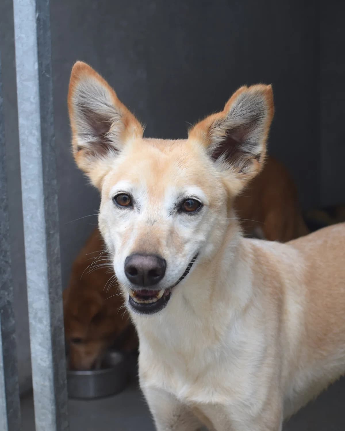 Fada, female Mixed Breed for adoption at Abrigo de Carinho