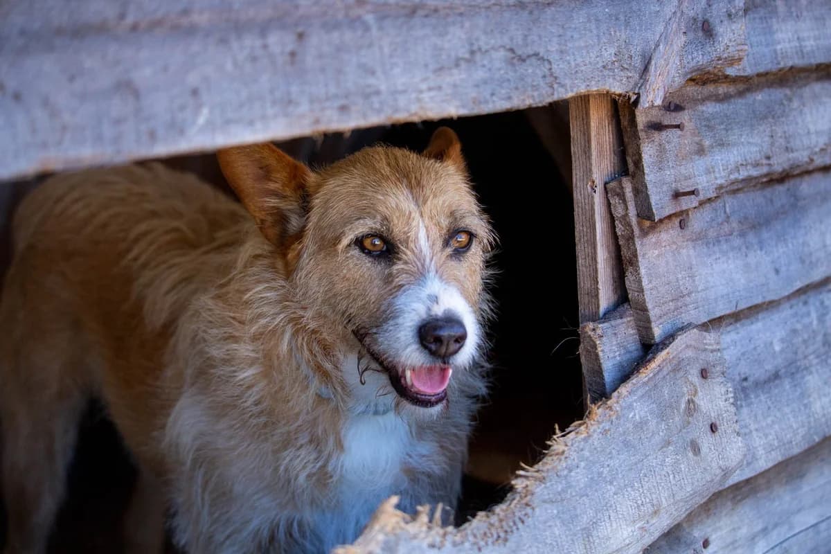 Rose, female Mixed Breed for adoption at Abrigo de Carinho
