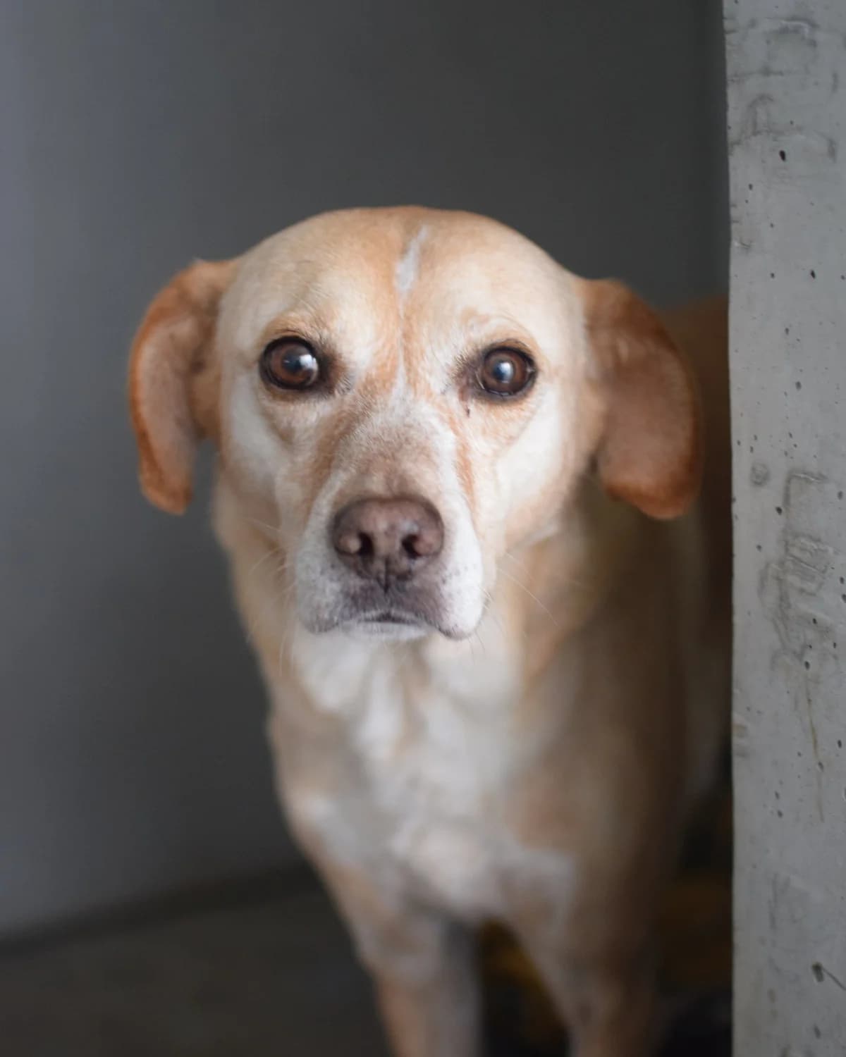 Cacau, male Mixed Breed for adoption at Abrigo de Carinho