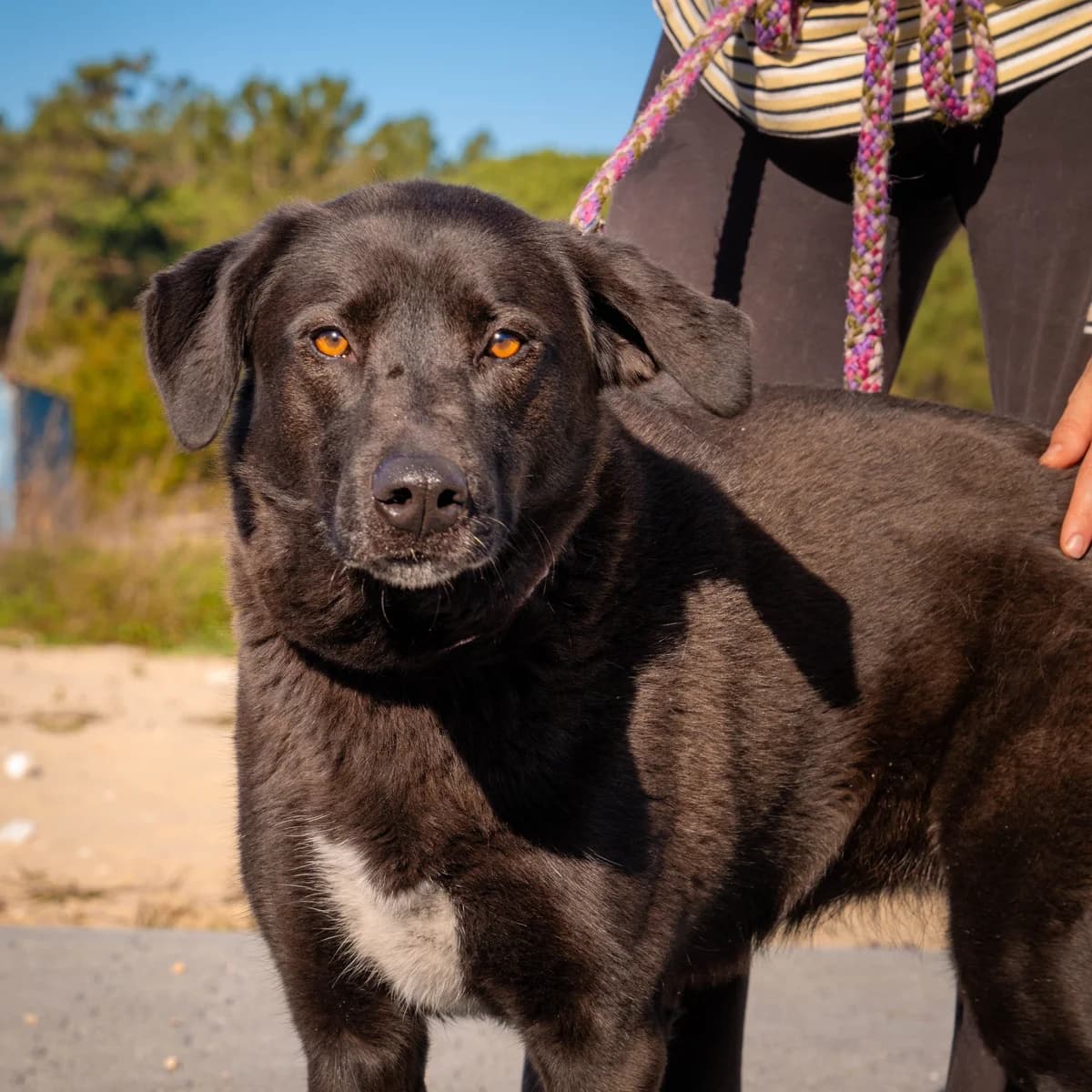 Odessa, Mixed Breed for adoption at Abrigo de Carinho