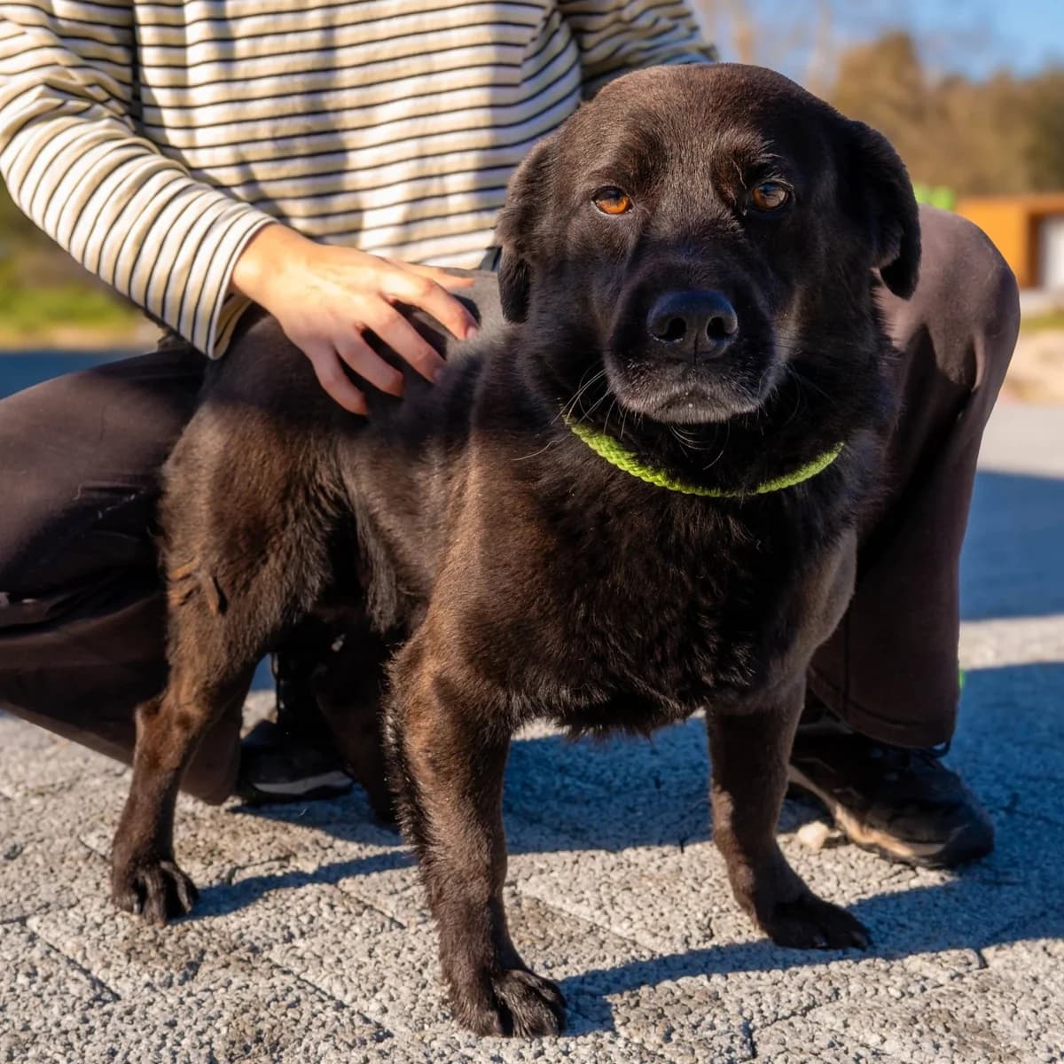 Aníbal, male Mixed Breed for adoption at Abrigo de Carinho