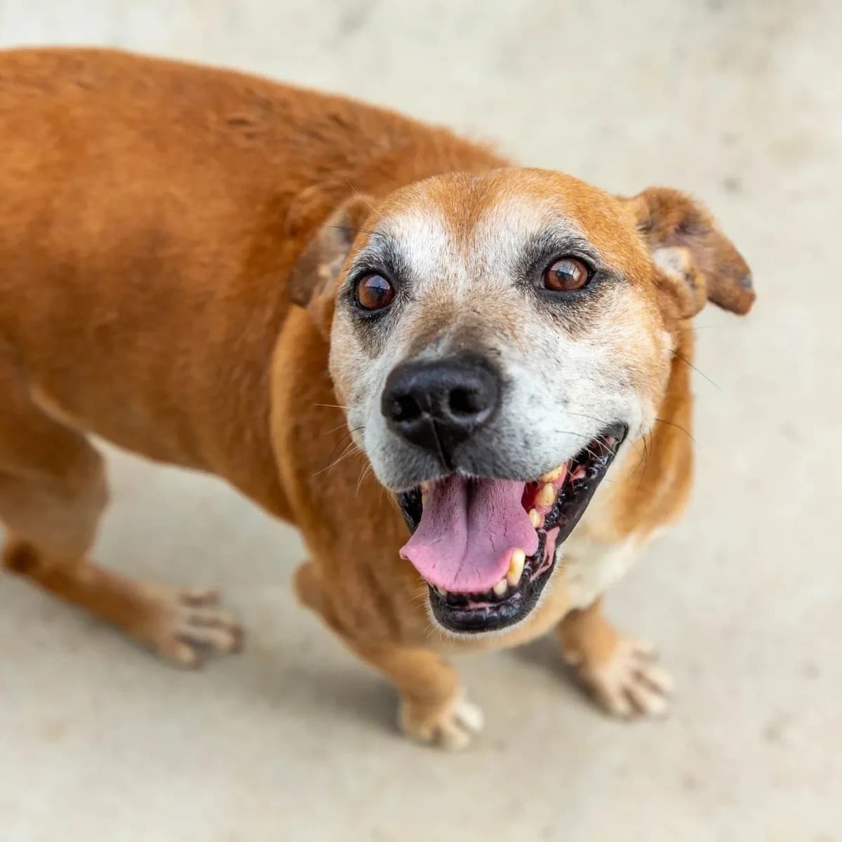 Sr. Bento, male Mixed Breed for adoption at Abrigo de Carinho