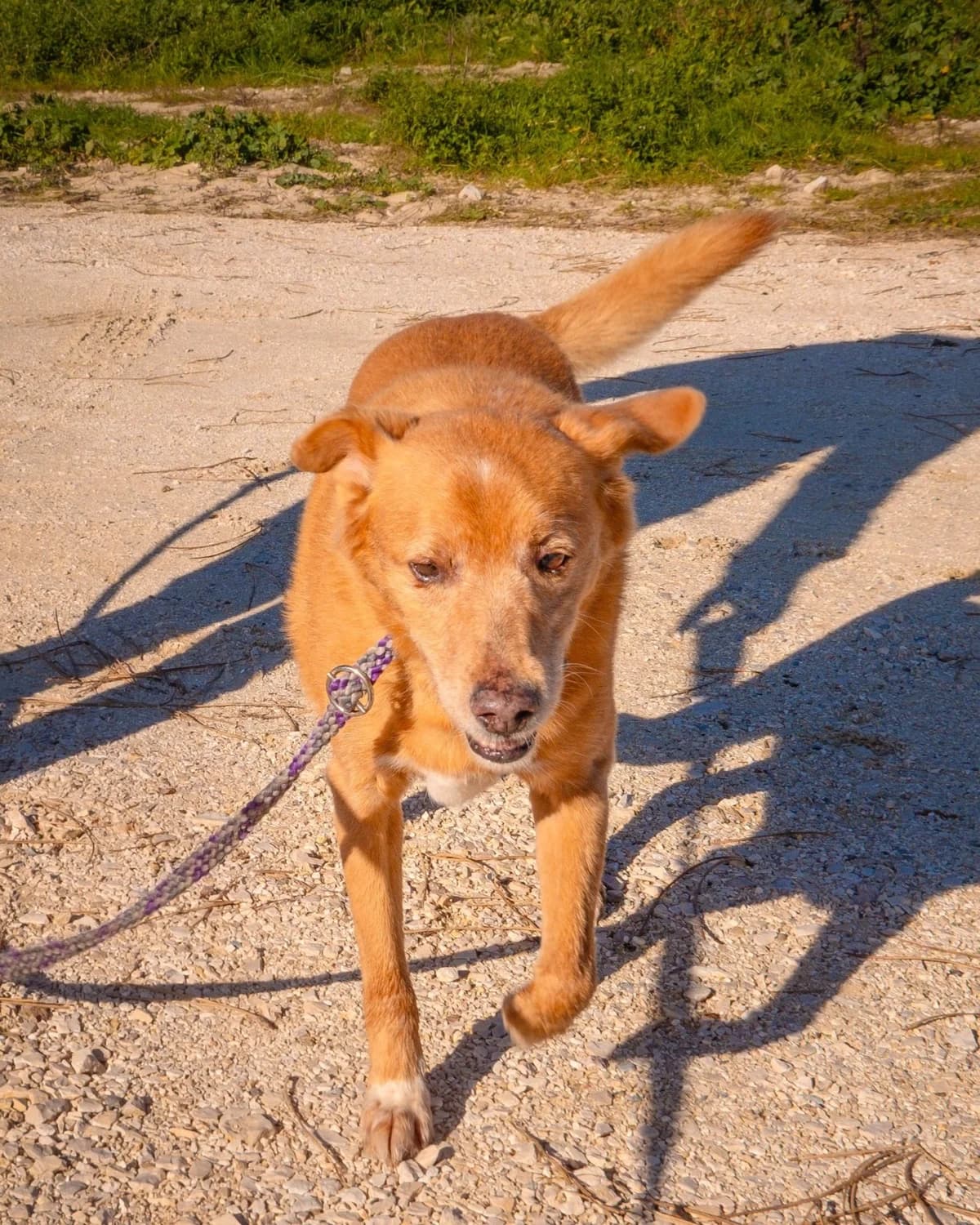 Fadista, male Mixed Breed for adoption at Abrigo de Carinho