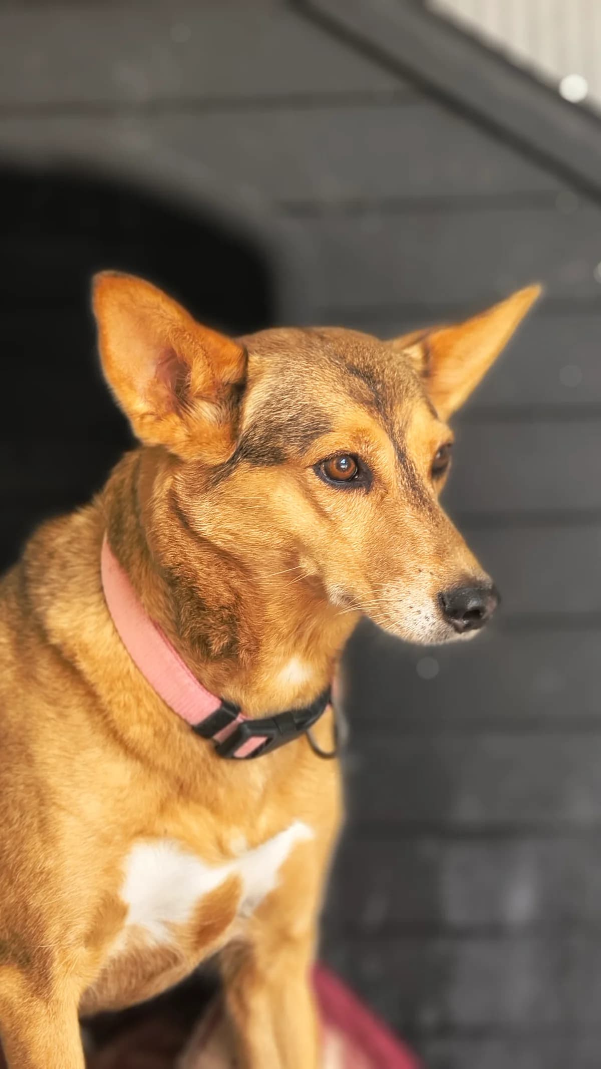 Grimm, female puppy Mixed Breed for adoption at Abrigo de Carinho