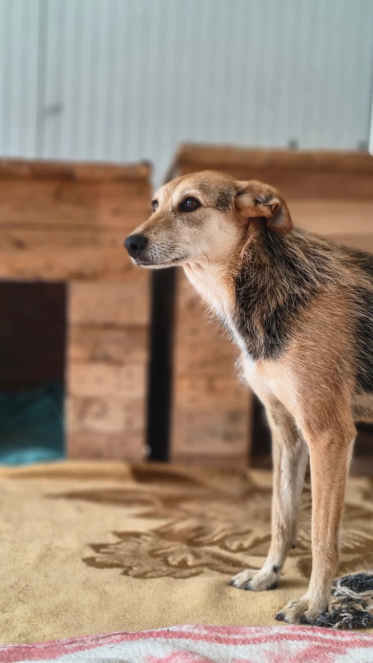 Fá, female Mixed Breed for adoption at Abrigo de Carinho