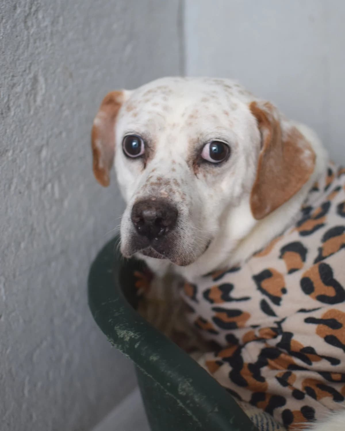 Sardas, male Mixed Breed for adoption at Abrigo de Carinho