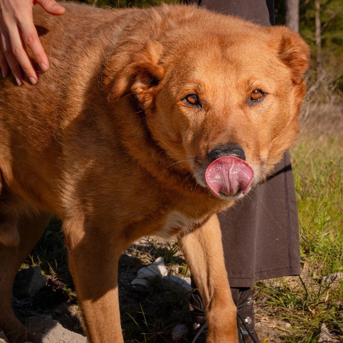 Maxi, male Mixed Breed for adoption at Abrigo de Carinho