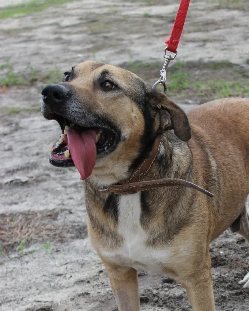 Malaquias, male Mixed Breed for adoption at Abrigo de Carinho