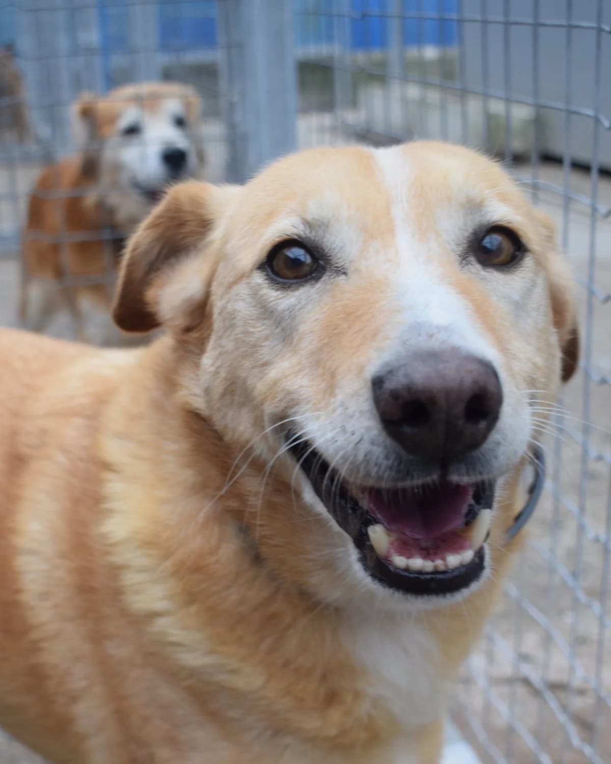 Zé Milho, male Mixed Breed for adoption at Abrigo de Carinho