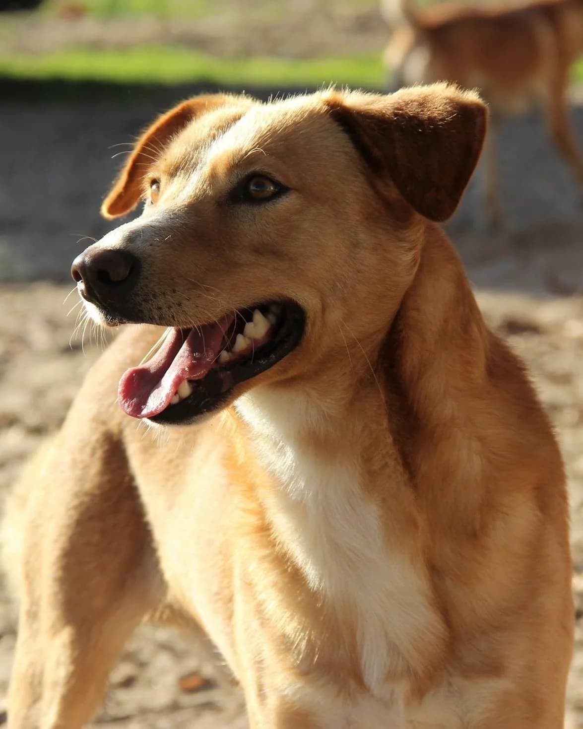 Zé Milho, male Mixed Breed for adoption at Abrigo de Carinho