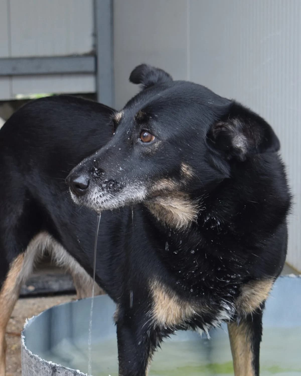 Tarja, female Mixed Breed for adoption at Abrigo de Carinho