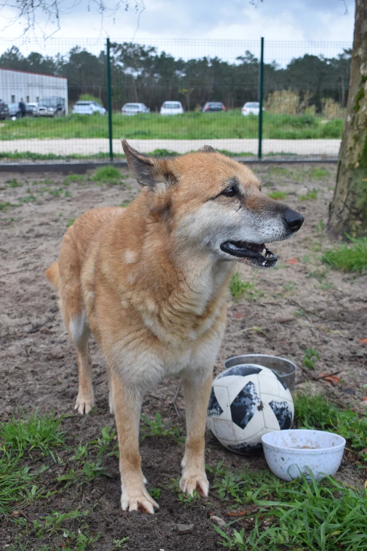Felismia, female Mixed Breed for adoption at Abrigo de Carinho
