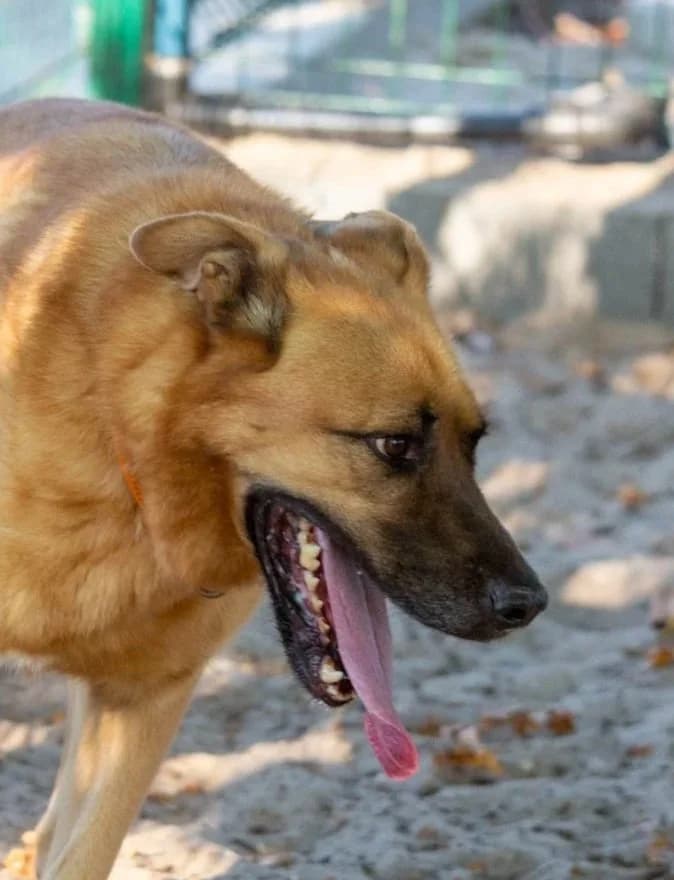 Apolo, male Mixed Breed for adoption at Abrigo de Carinho