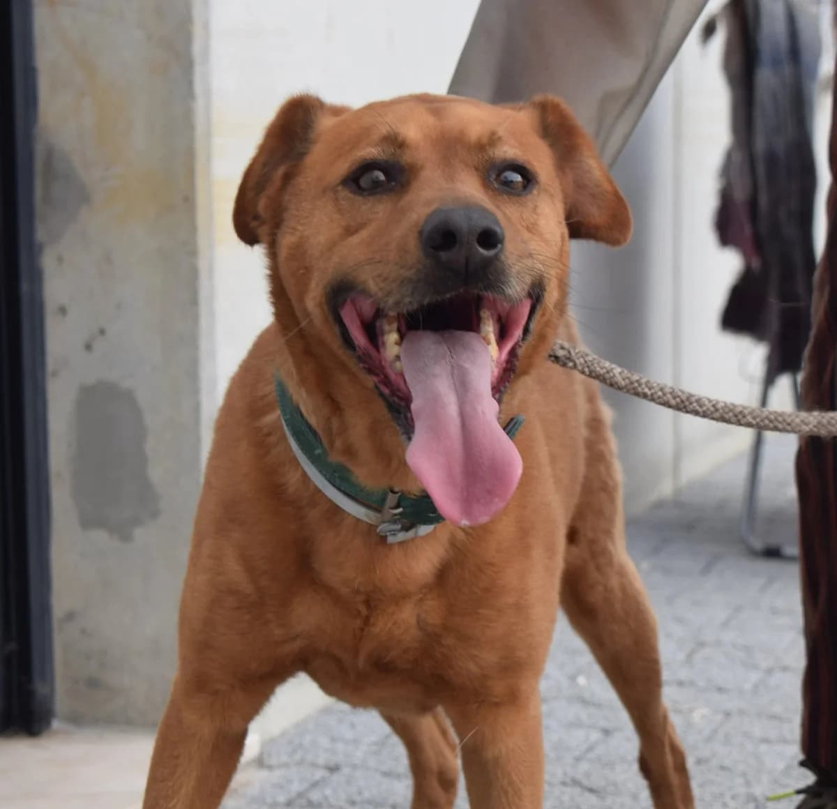 Rio, male Mixed Breed for adoption at Abrigo de Carinho
