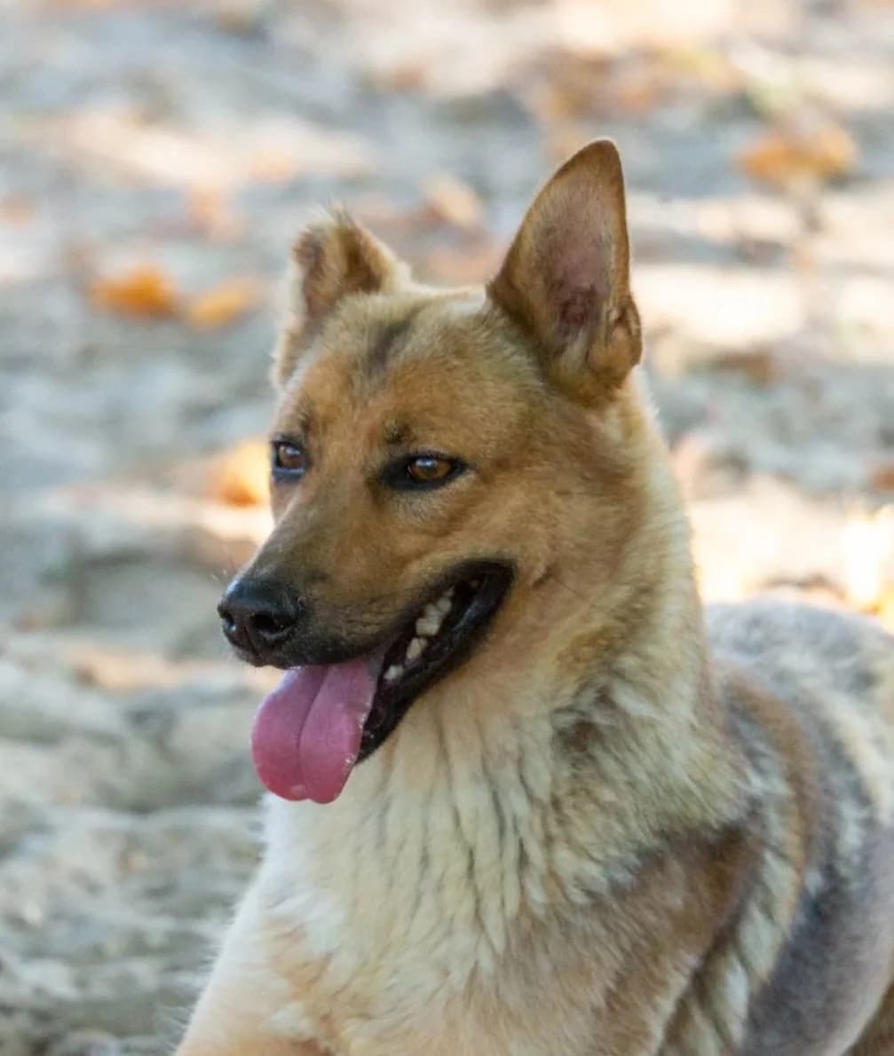 Lobita, female Mixed Breed for adoption at Abrigo de Carinho