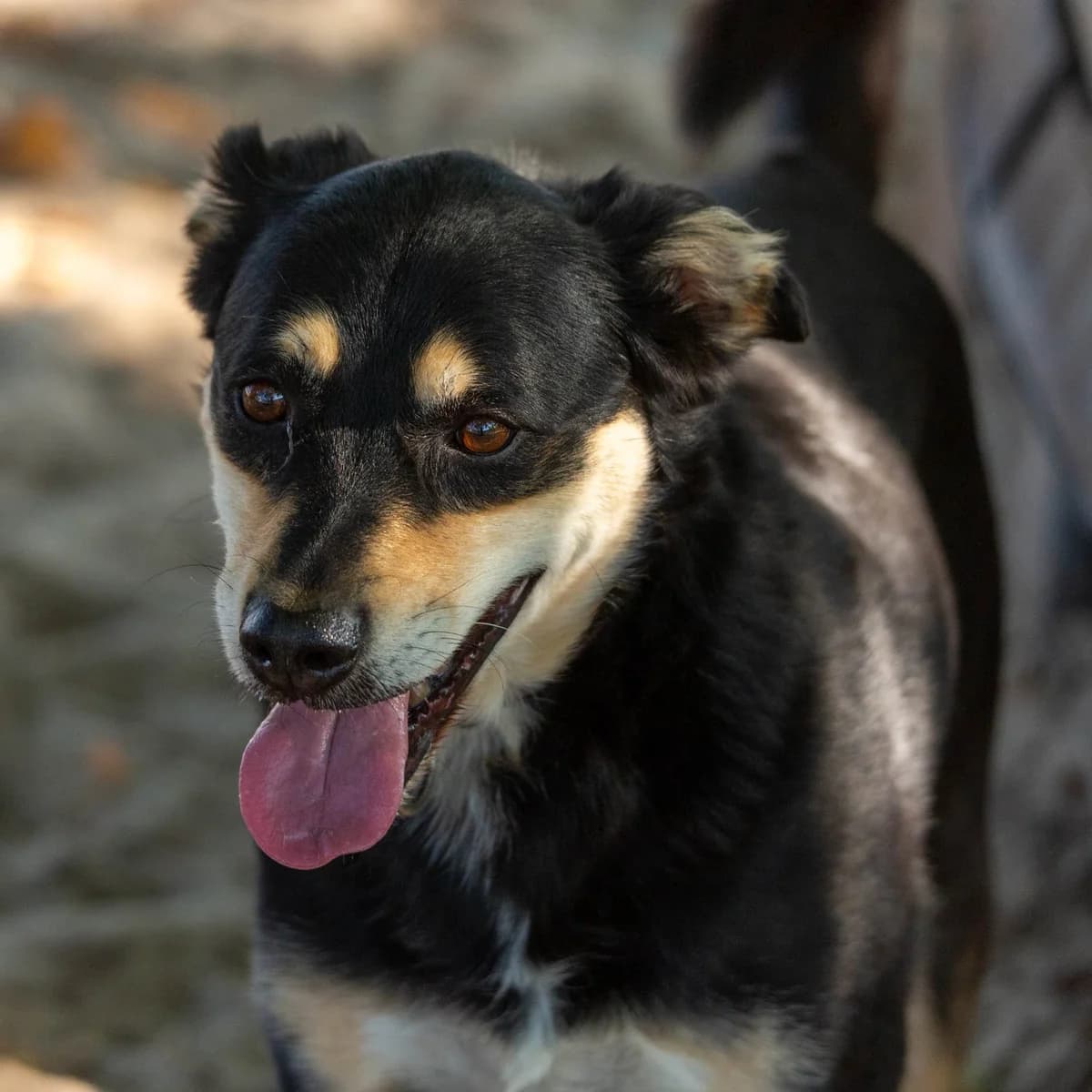 Zé, male Mixed Breed for adoption at Abrigo de Carinho