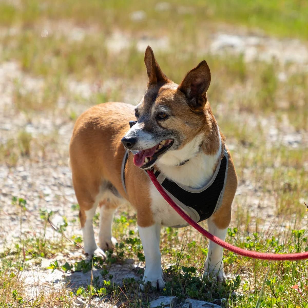 Caju, female Mixed Breed for adoption at Abrigo de Carinho