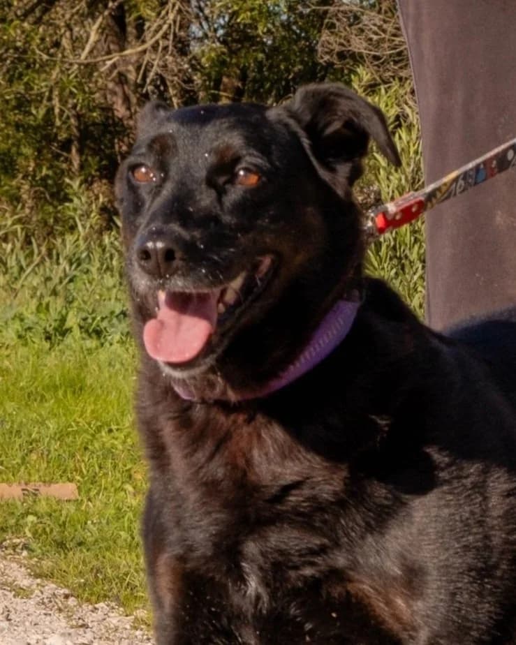 Luna, female Mixed Breed for adoption at Abrigo de Carinho