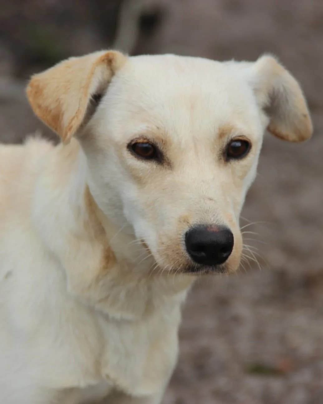 Celeste, female Mixed Breed for adoption at Abrigo de Carinho
