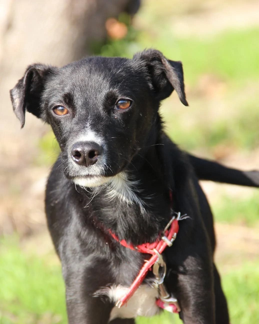 Alcides, male Mixed Breed for adoption at Abrigo de Carinho