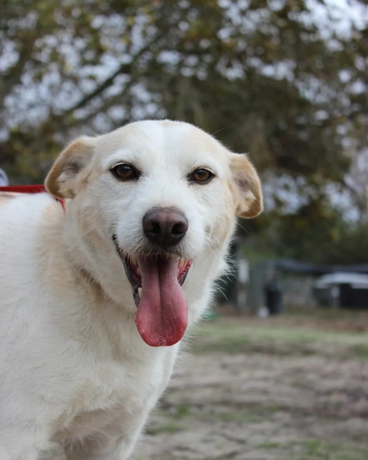 Tofu, male Mixed Breed for adoption at Abrigo de Carinho
