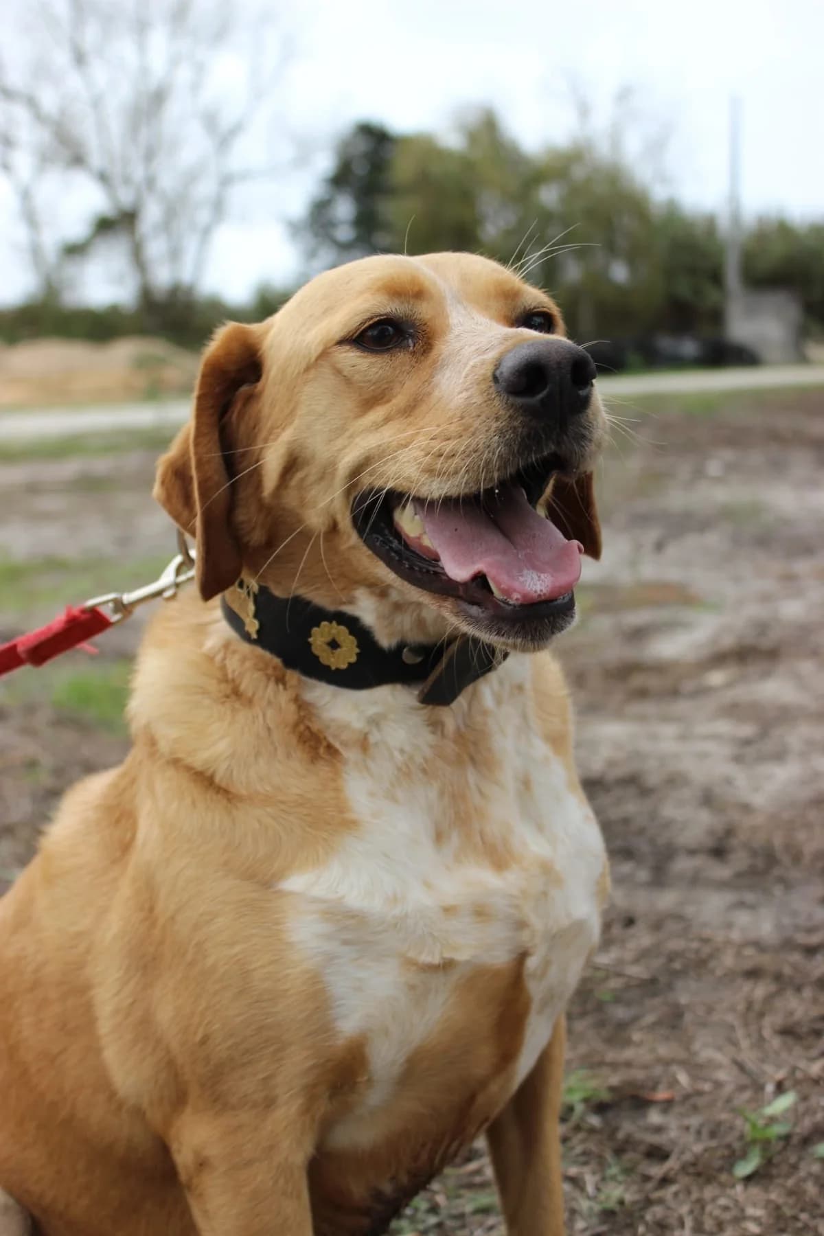 Cherry, female Mixed Breed for adoption at Abrigo de Carinho