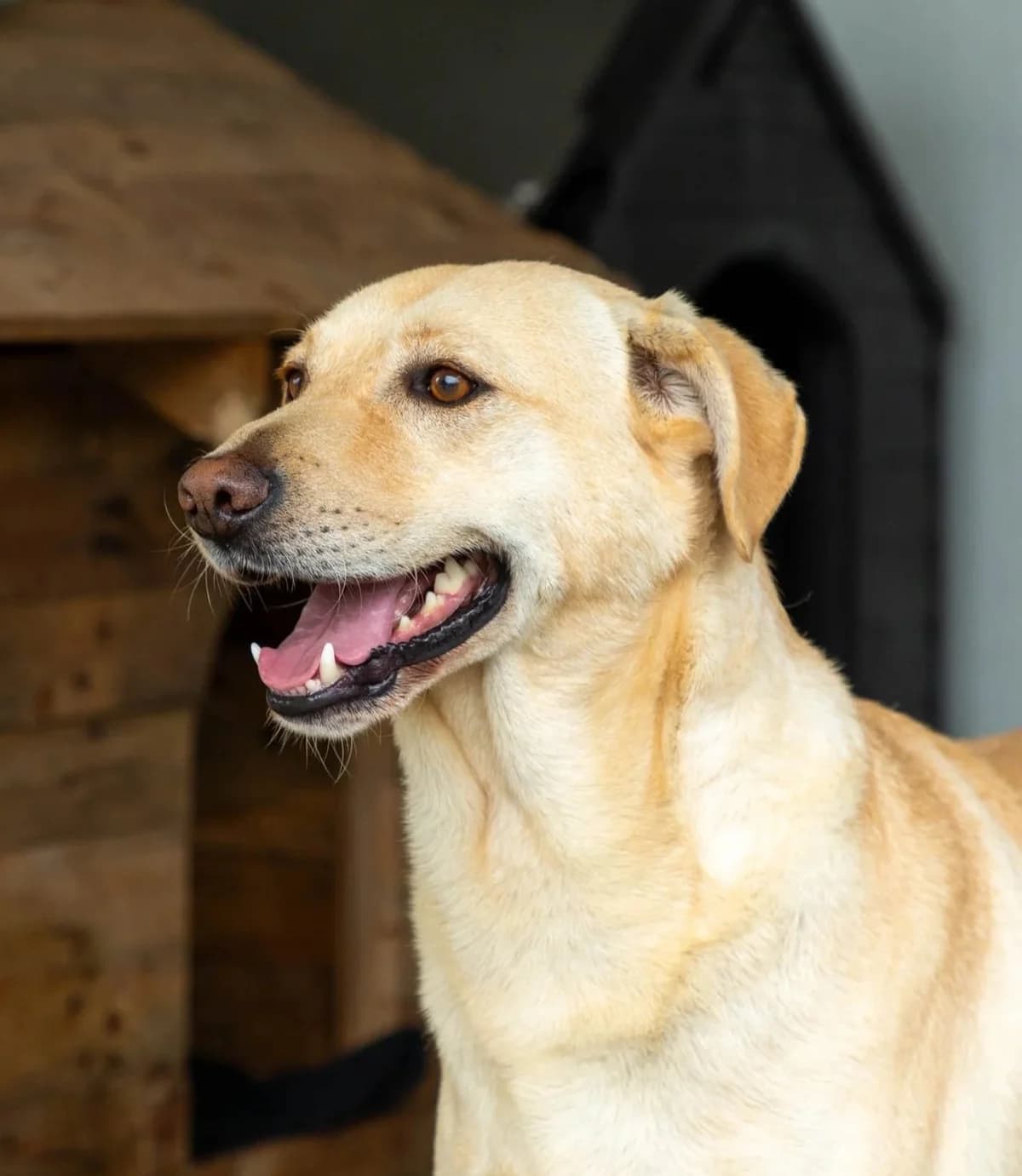 Mike, male 4yo Mixed Breed for adoption at Abrigo de Carinho