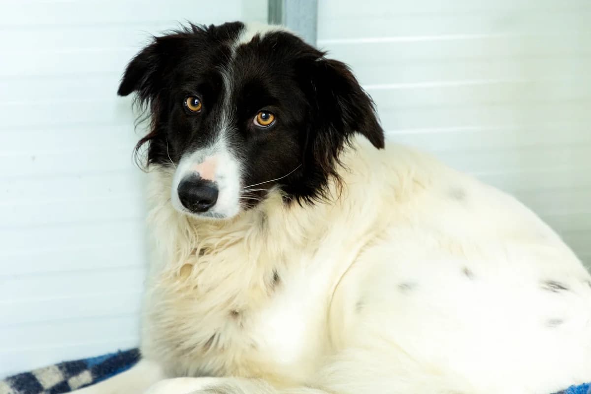 Duna, female Mixed Breed for adoption at Abrigo de Carinho