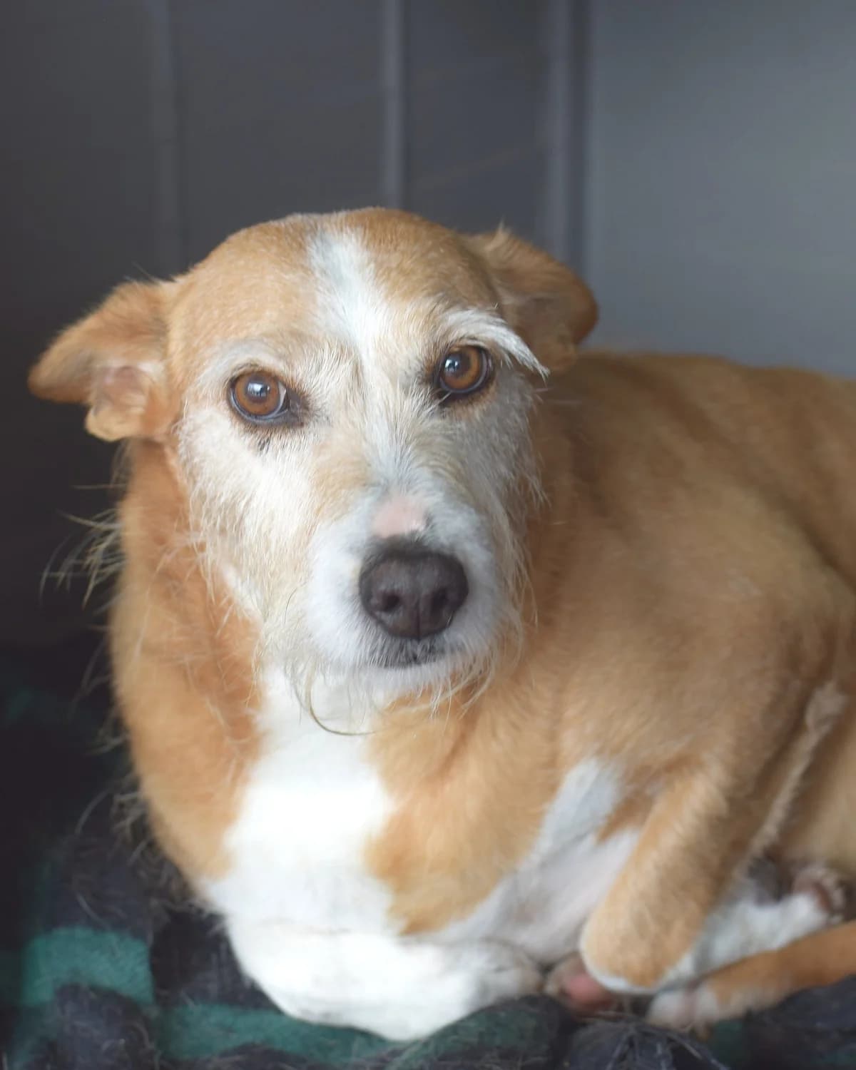 Luz, female Mixed Breed for adoption at Abrigo de Carinho