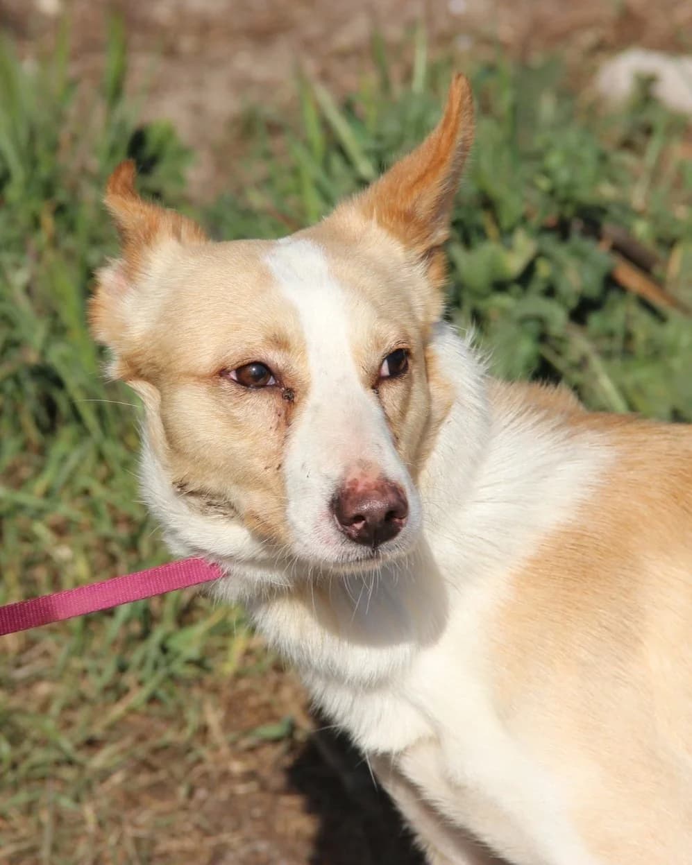 Cantiflas, male Mixed Breed for adoption at Abrigo de Carinho