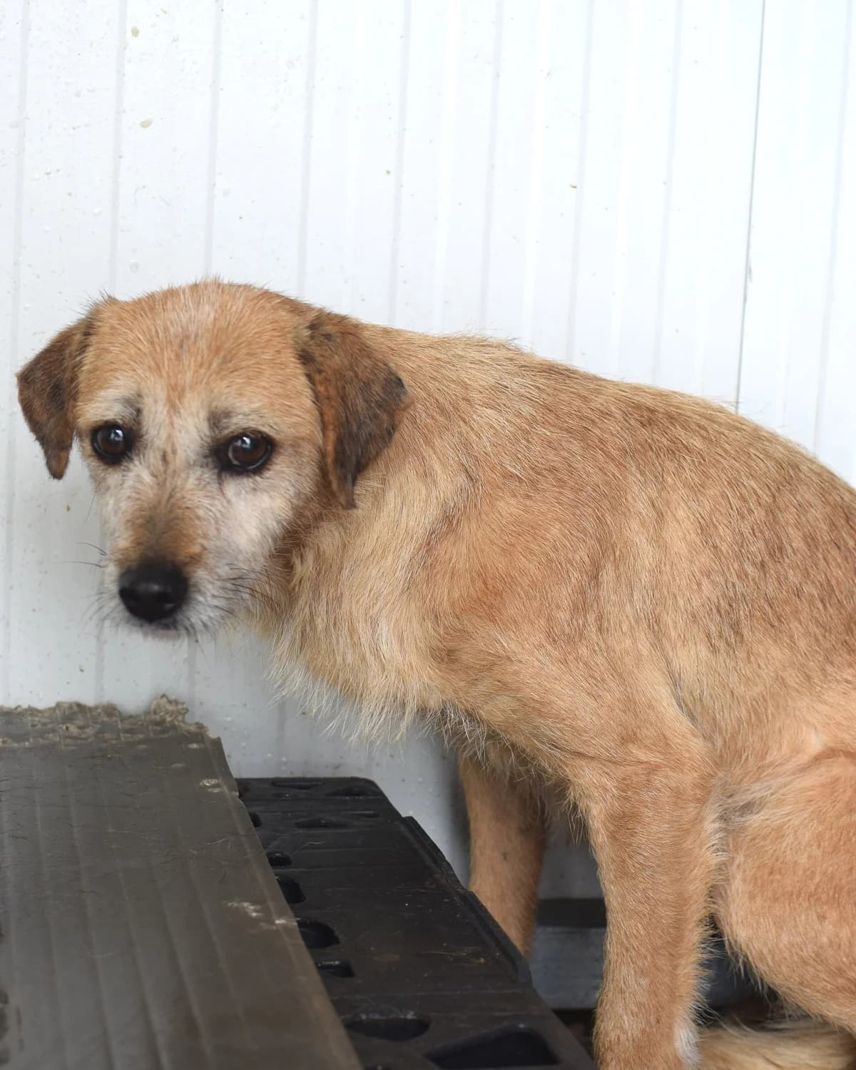 D. Josefa, female Mixed Breed for adoption at Abrigo de Carinho