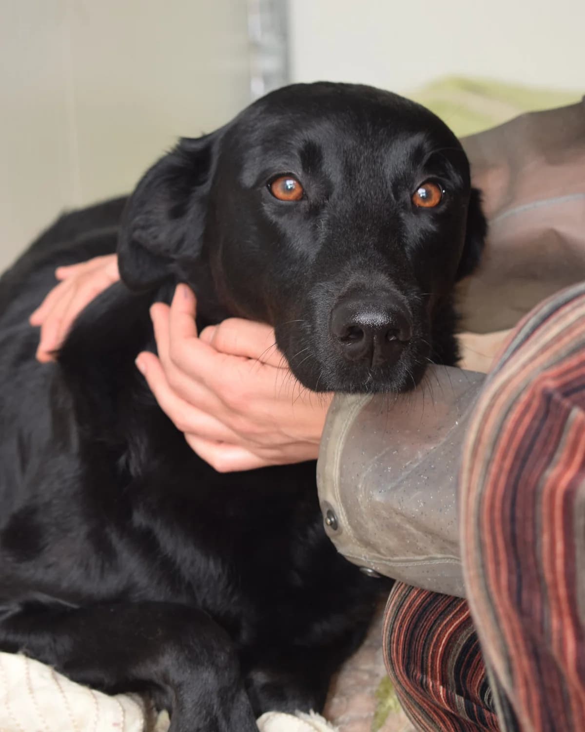Madalena, female Mixed Breed for adoption at Abrigo de Carinho