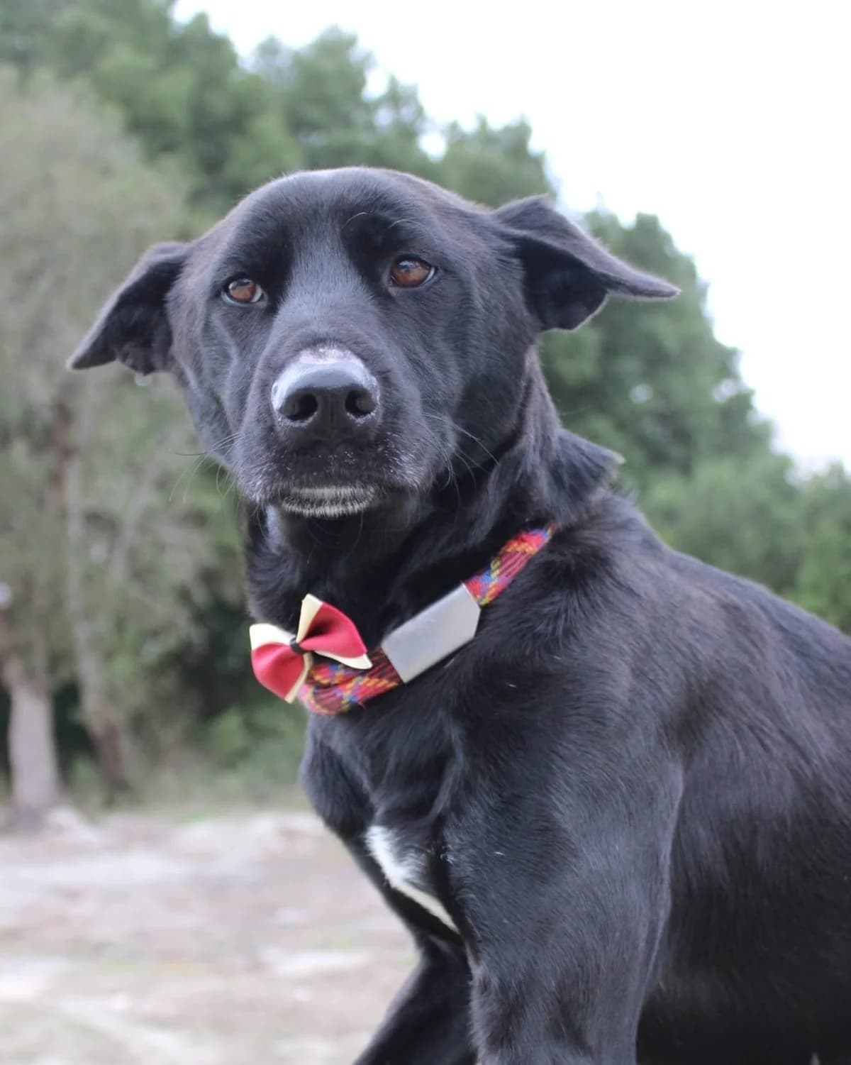 Blackie, female Mixed Breed for adoption at Abrigo de Carinho