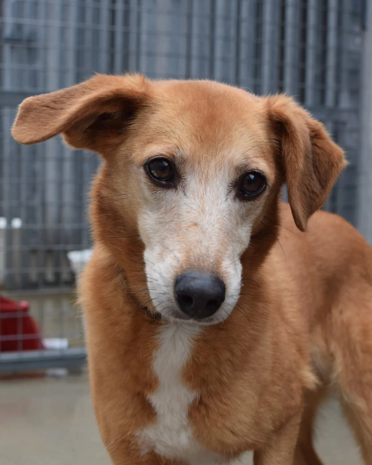 Mi, female Mixed Breed for adoption at Abrigo de Carinho