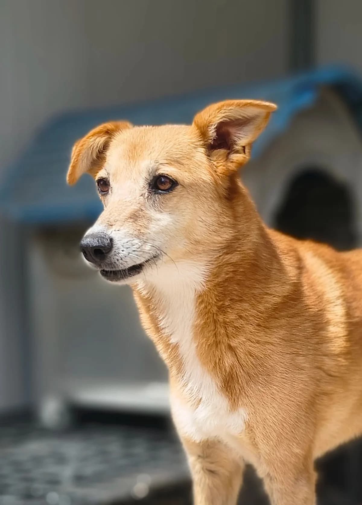 Lá, female Mixed Breed for adoption at Abrigo de Carinho