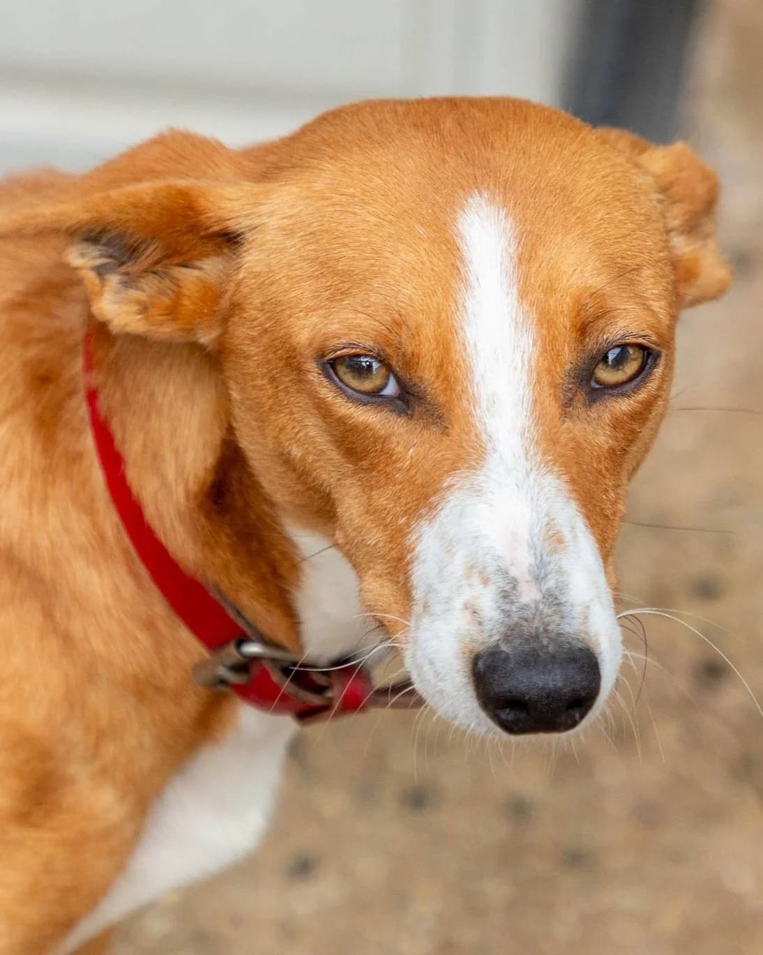 Célya, female Mixed Breed for adoption at Abrigo de Carinho