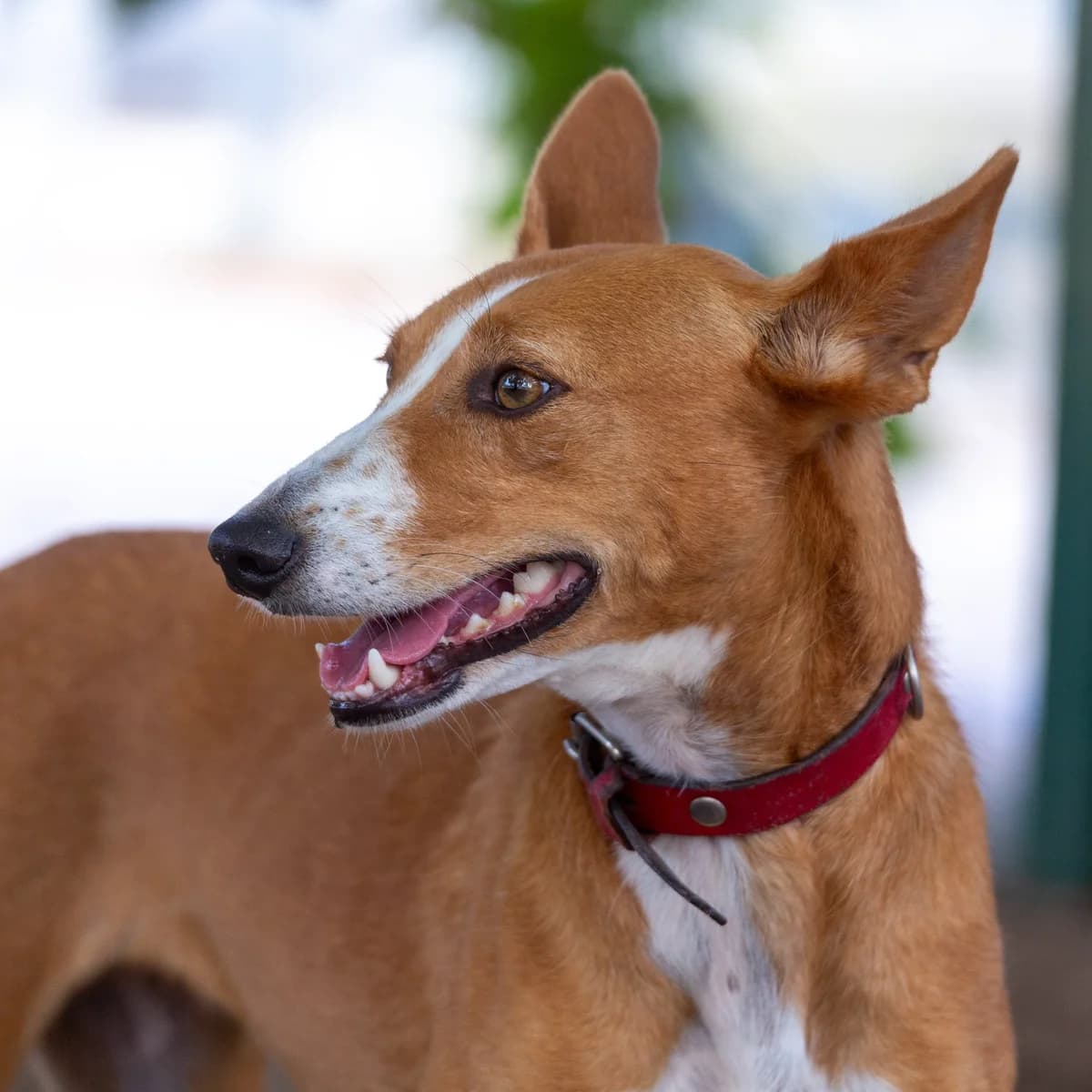 Célya, female Mixed Breed for adoption at Abrigo de Carinho