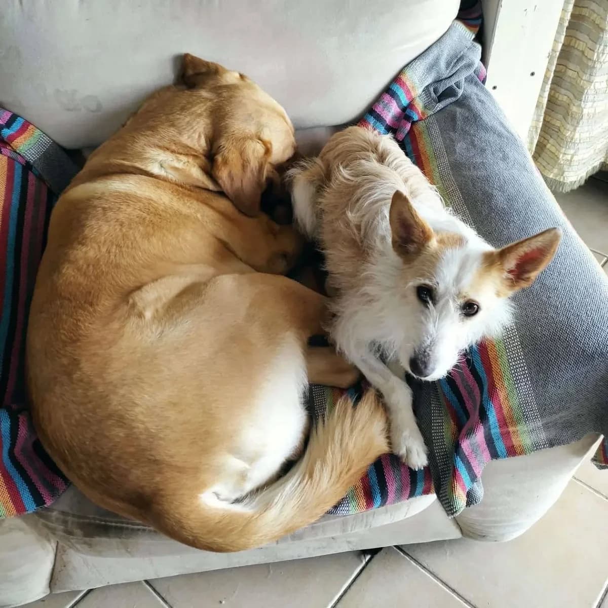 Papaya, female Mixed Breed for adoption at Abrigo de Carinho