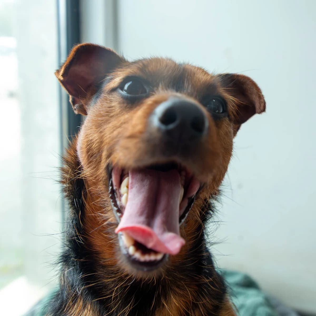 Pipo, male Mixed Breed for adoption at Abrigo de Carinho