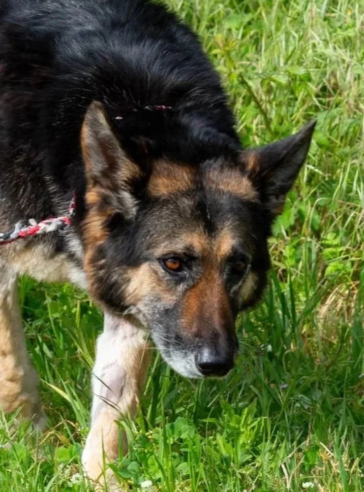 Linda, male Mixed Breed for adoption at Abrigo de Carinho