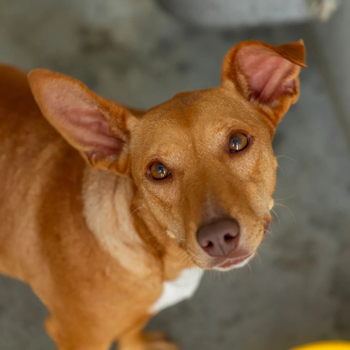 Jasmim, female Mixed Breed for adoption at Abrigo de Carinho